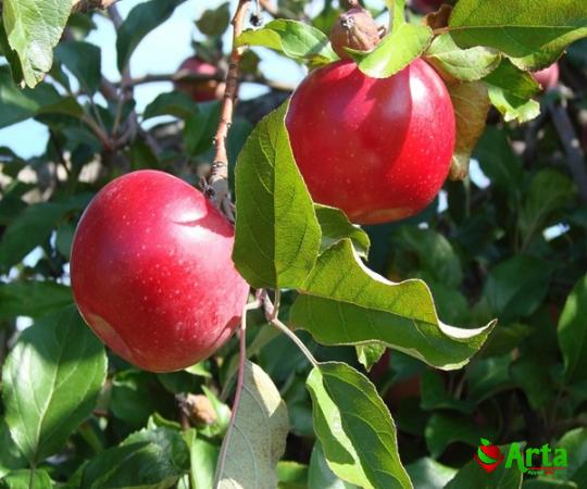 Buy in red apple fruit + best price