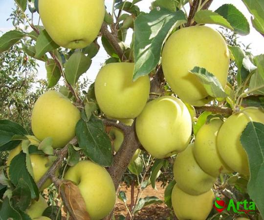 yellow apple like fruit | Buy at a cheap price
