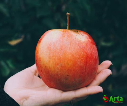 Buy red apple devil fruitred apple devil fruit + best price