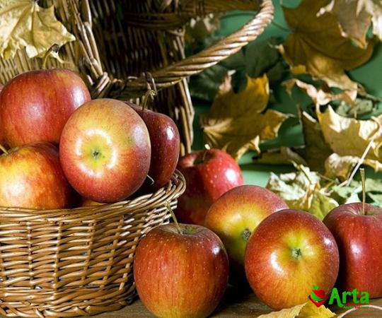 Buy retail and wholesale juicy red apples price