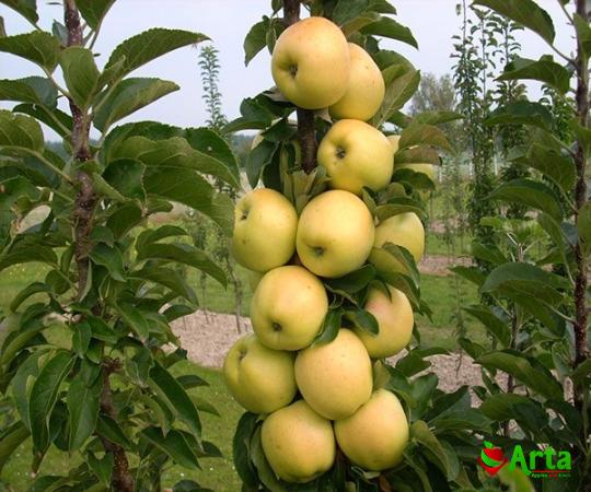 The price and purchase types of yellow fuji apple