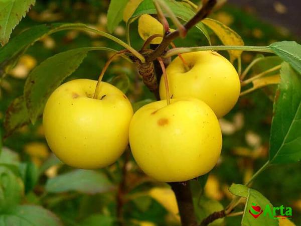 Buy green apple asian fruitgreen apple asian fruit + best price