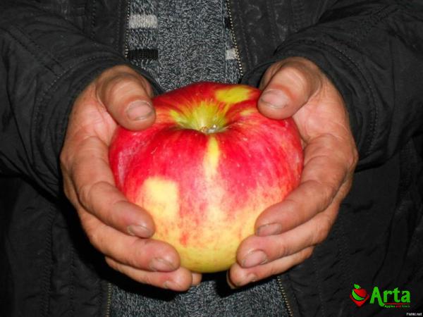 Buy red apple ber fruit at an exceptional price