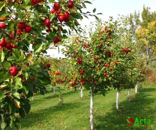 Buy and price of apple fruit red color