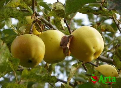 The price of asian apples + purchase and sale of asian apples wholesale