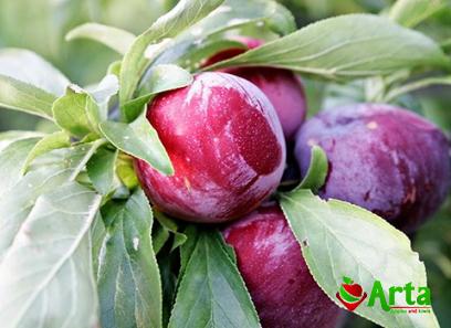 The price of dark apples + purchase and sale of dark apples wholesale