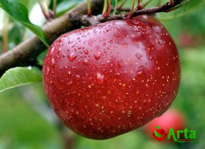 Best red-fleshed apple purchase price + specifications, cheap wholesale