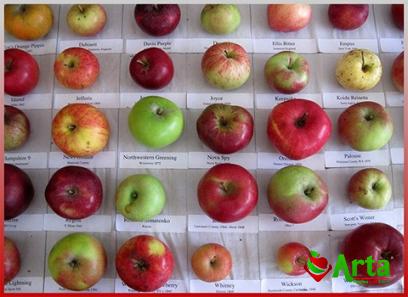 Buy and price of gala vs pink lady apples