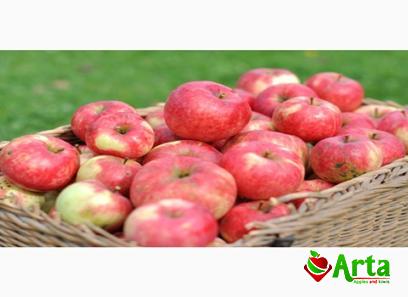 Specifications pink lady apples sweet + purchase price