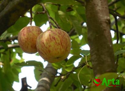 Price and buy soft sweet red apples + cheap sale